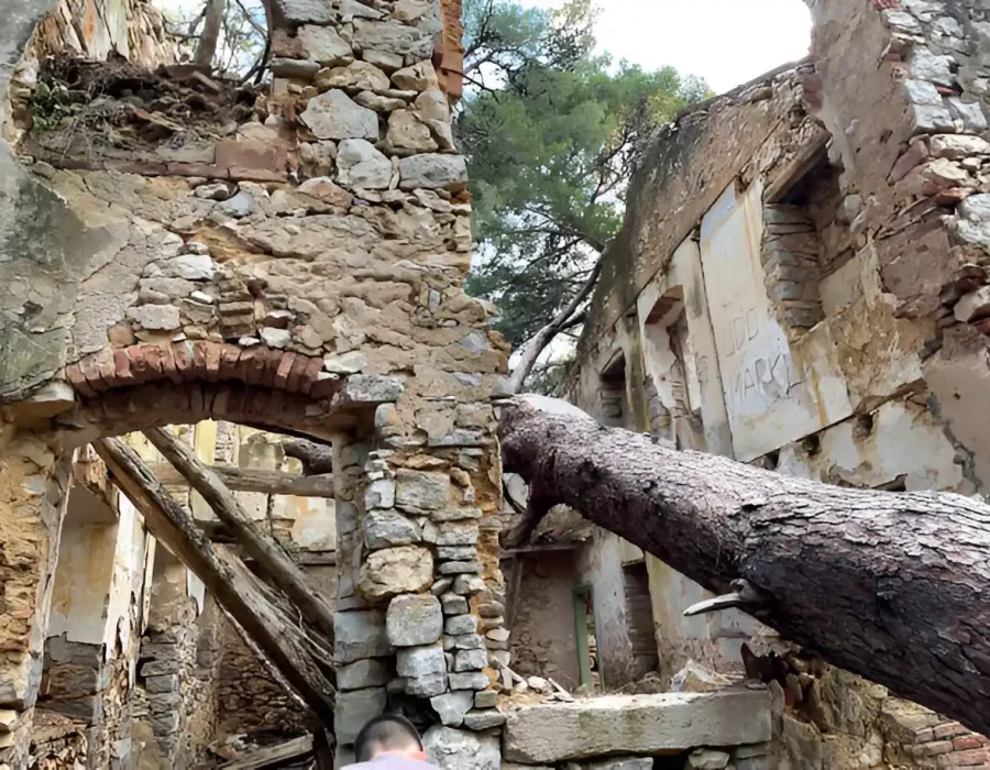 Damaged Walls and Fallen Tree in Abandoned Building Remains